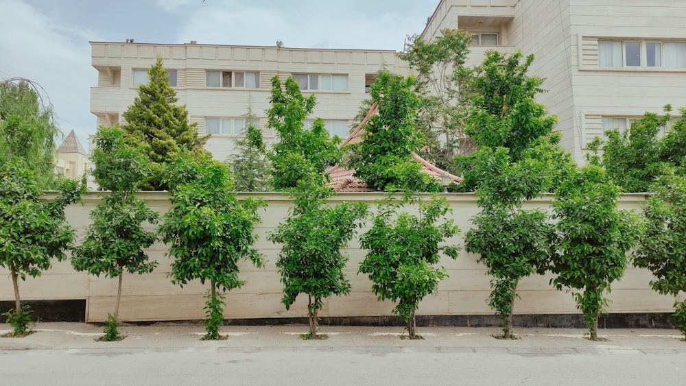 a row of trees in front of a building