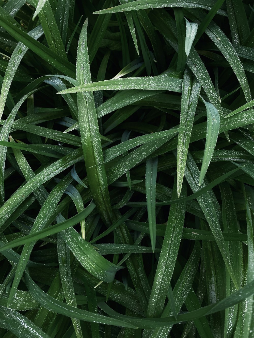 a close up of a plant with water droplets on it