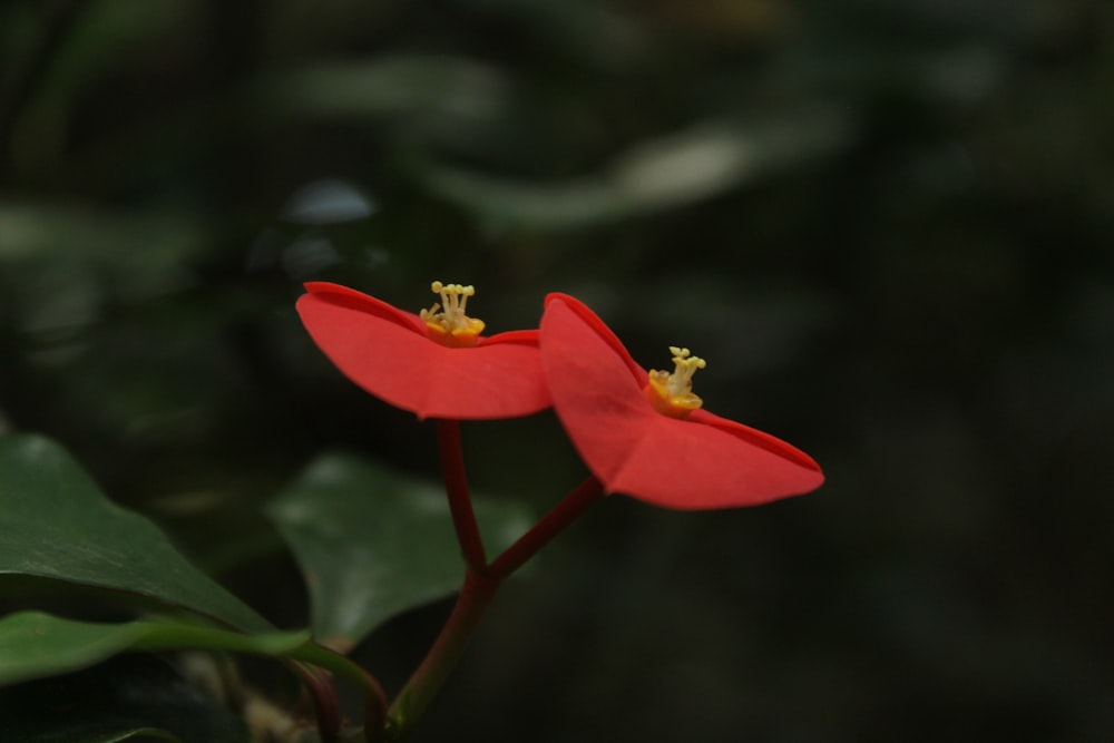 a couple of red flowers sitting on top of a green plant