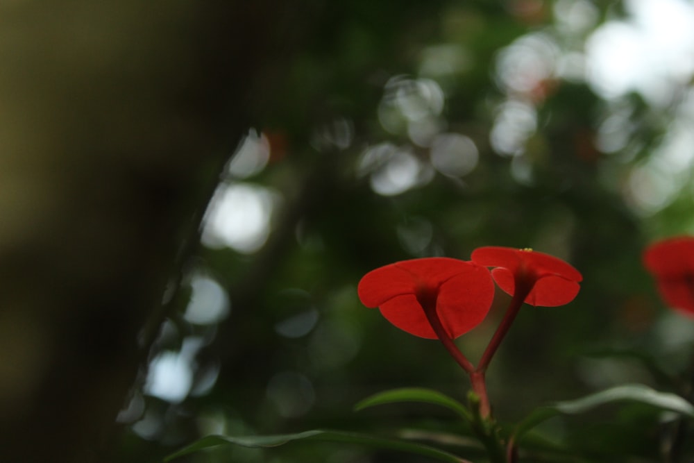 a close up of a red flower with a blurry background