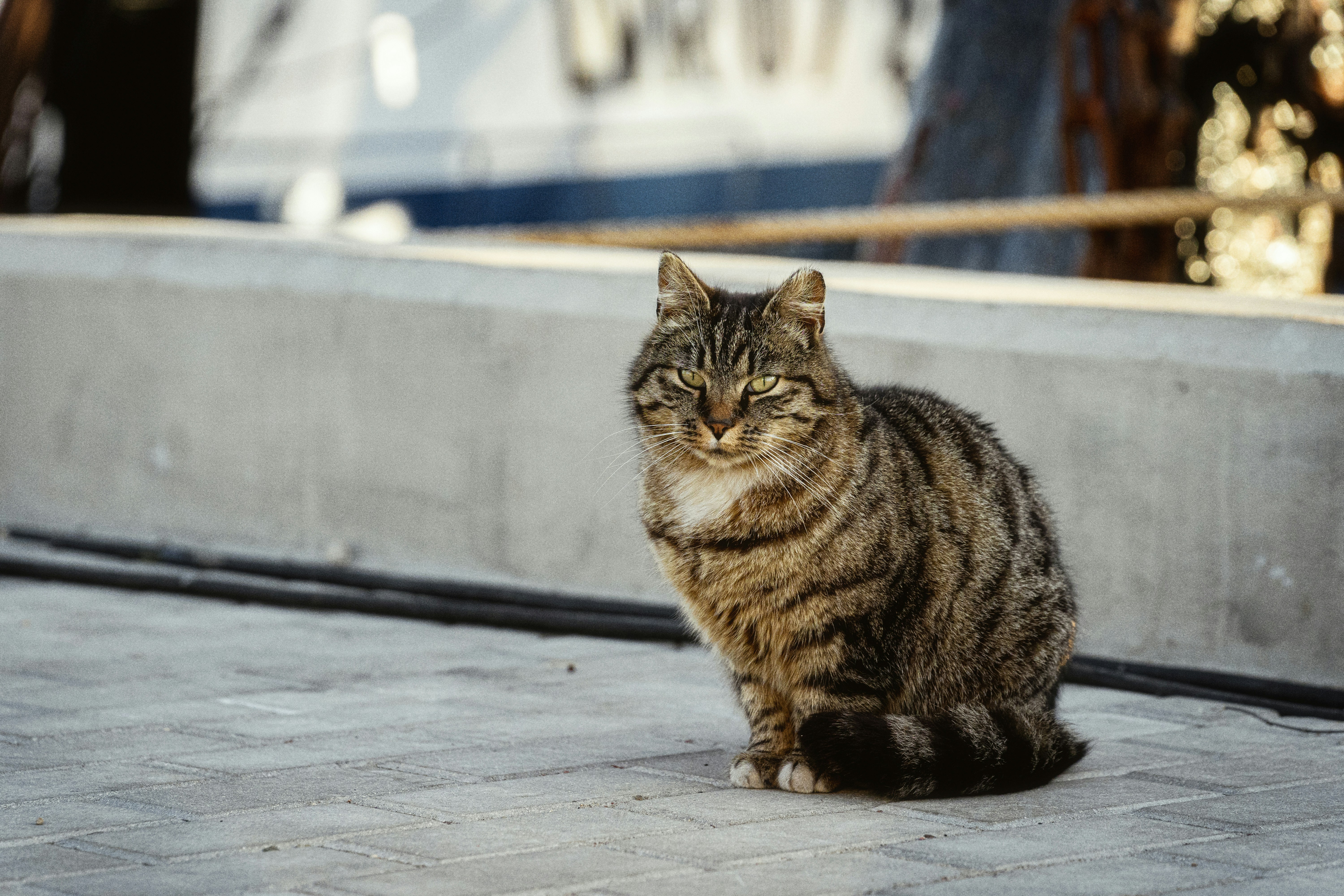 A cat sitting on the ground next to a boat photo – Free Wallpaper Image ...