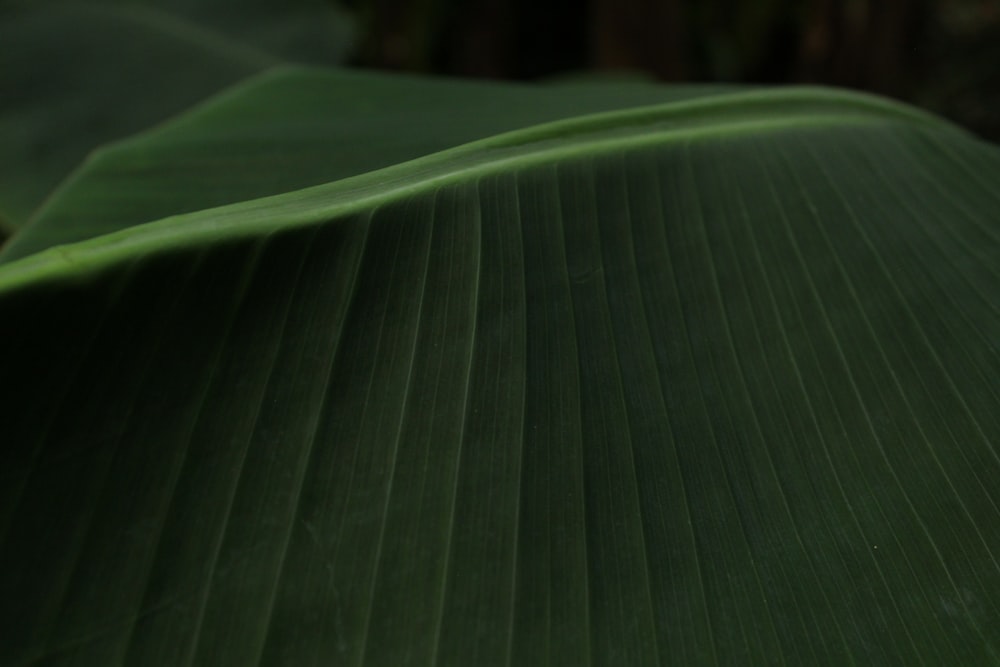 a close up of a large green leaf