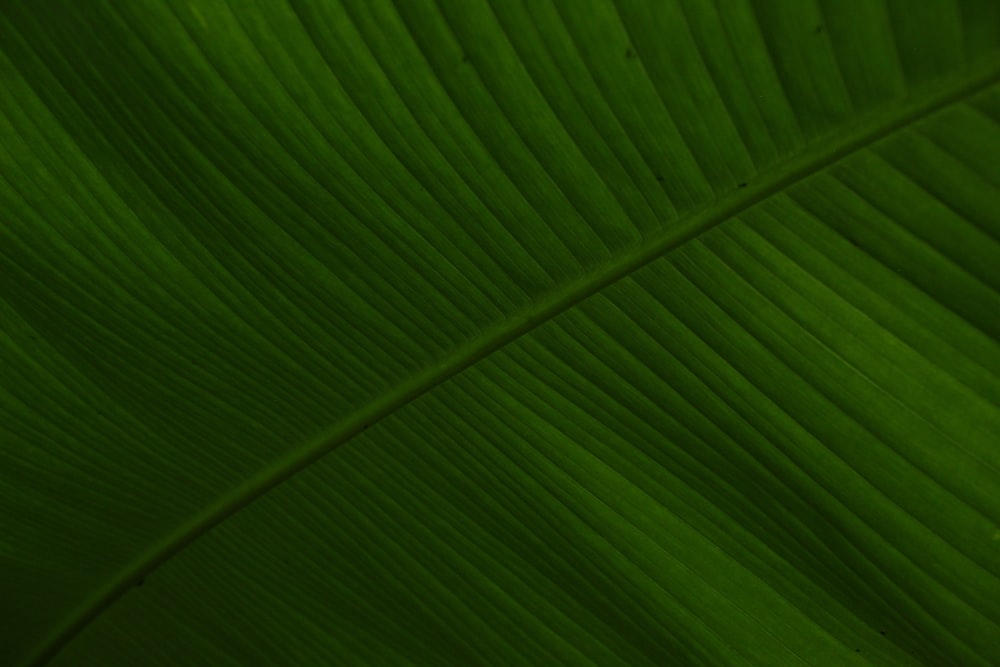 a close up of a large green leaf