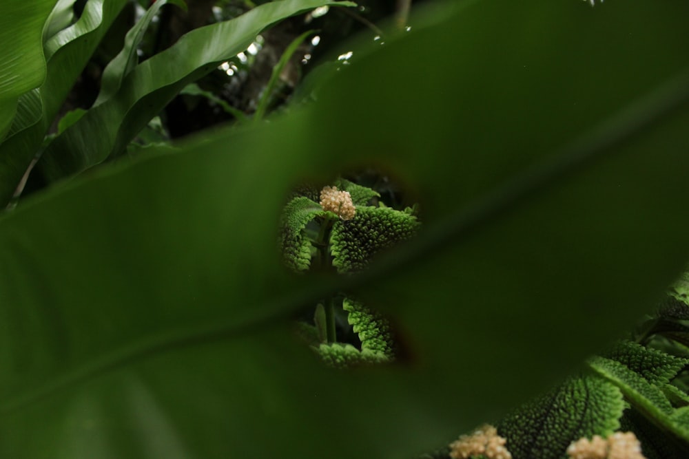 a close up of a green plant with leaves