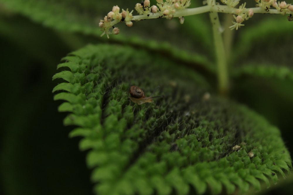 a close up of a green leaf with a bug on it