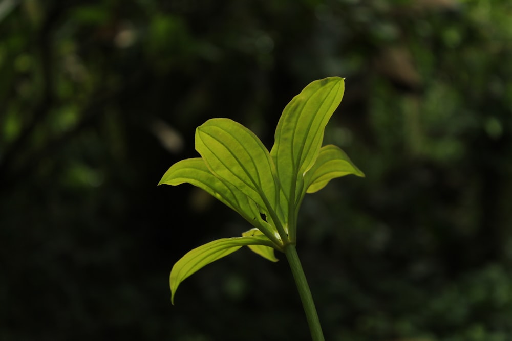 a close up of a green plant with a blurry background