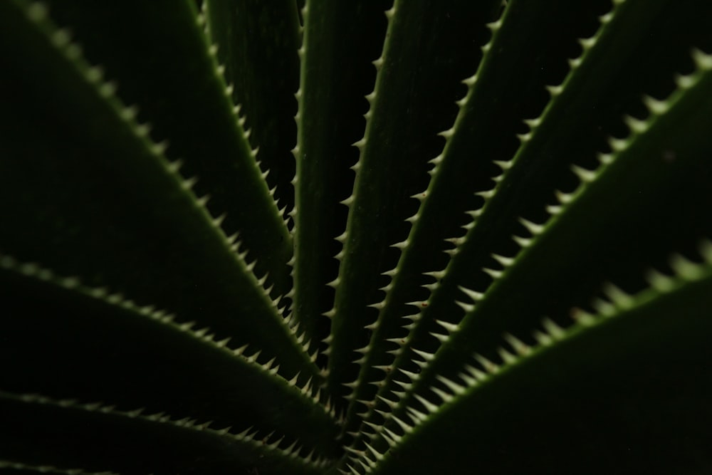 a close up of a large green plant