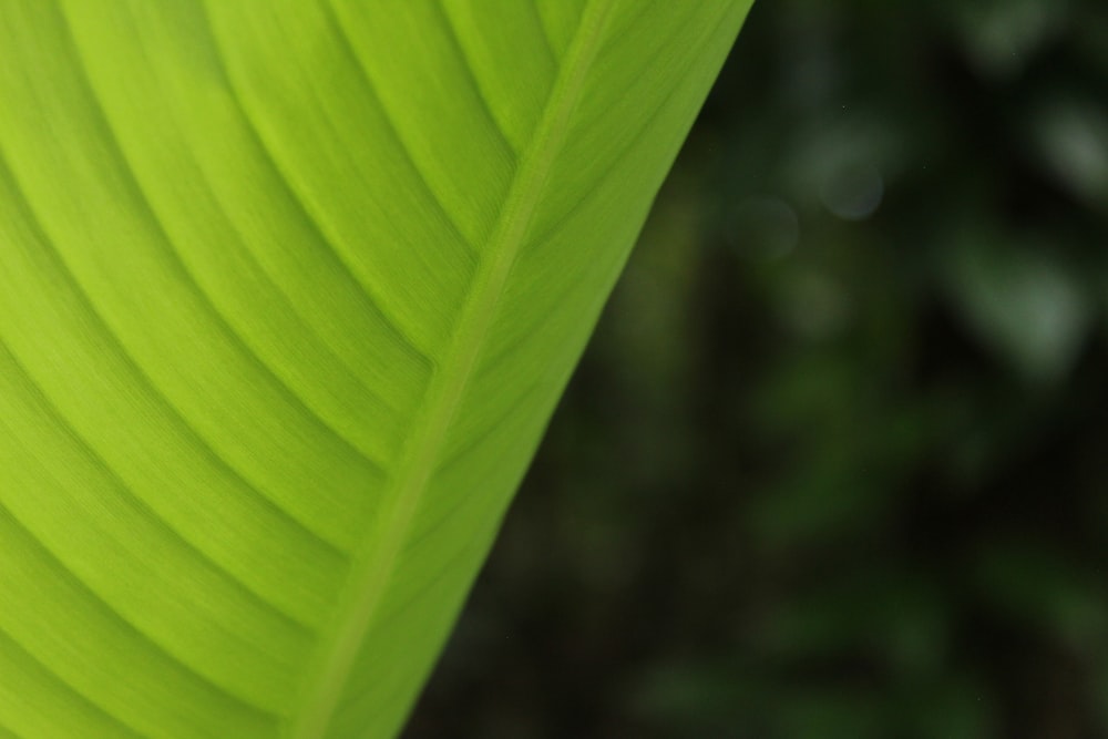 a close up view of a green leaf