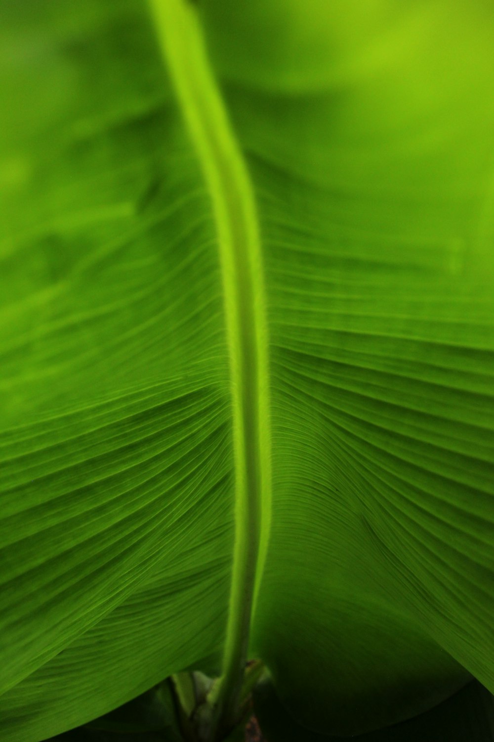 a close up of a large green leaf