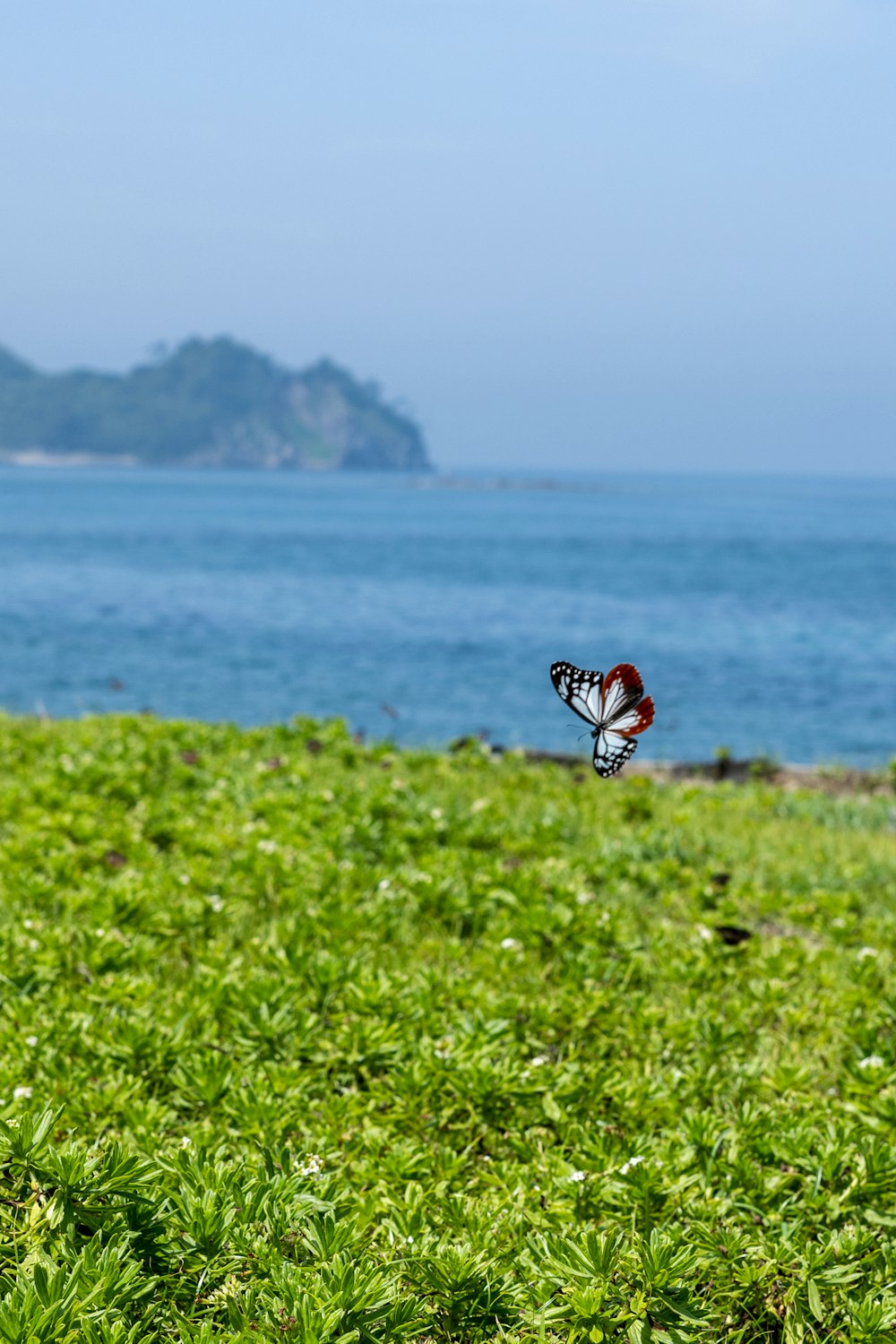 a butterfly flying over a lush green field next to the ocean