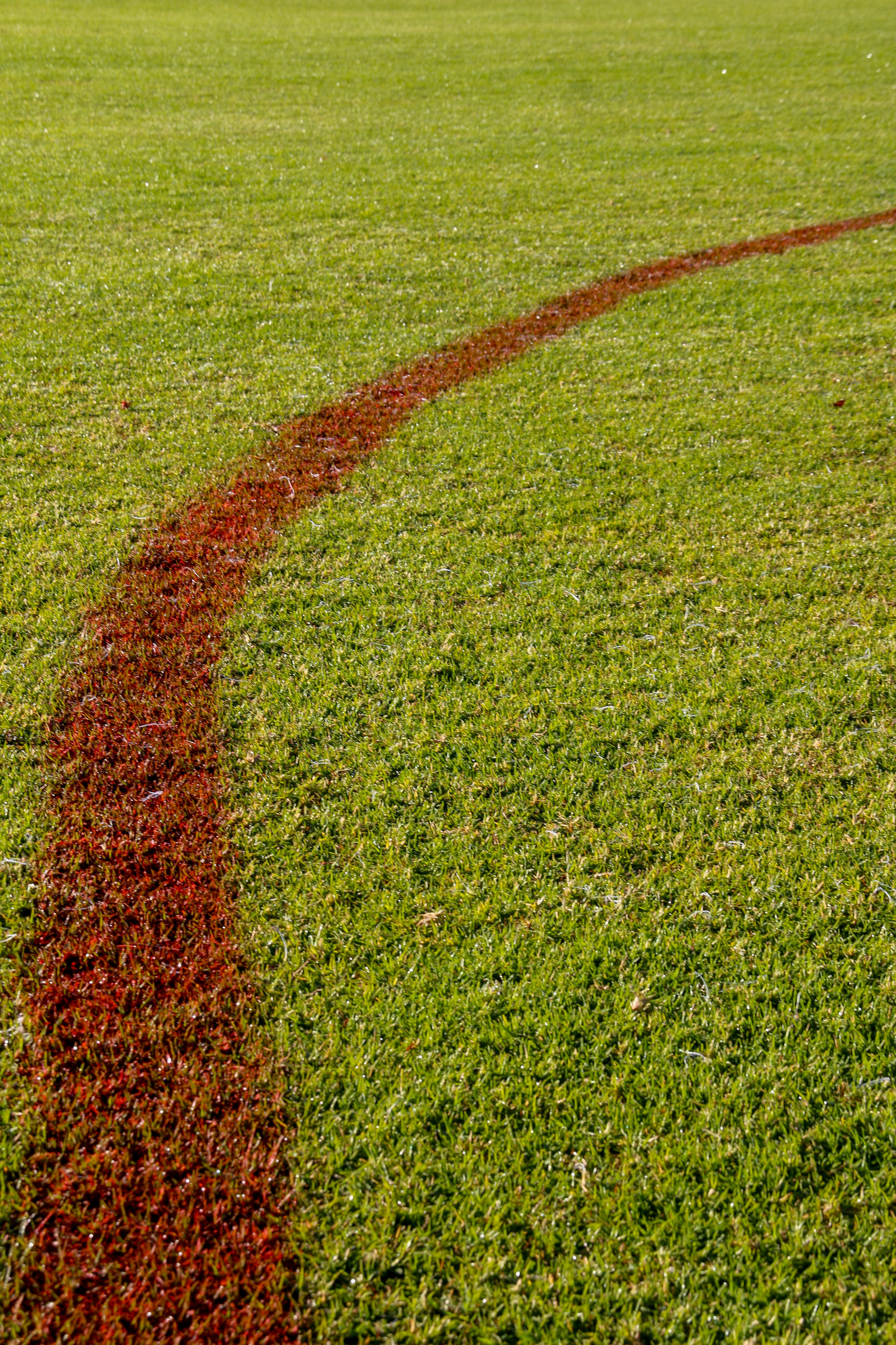 a red line in the middle of a green field