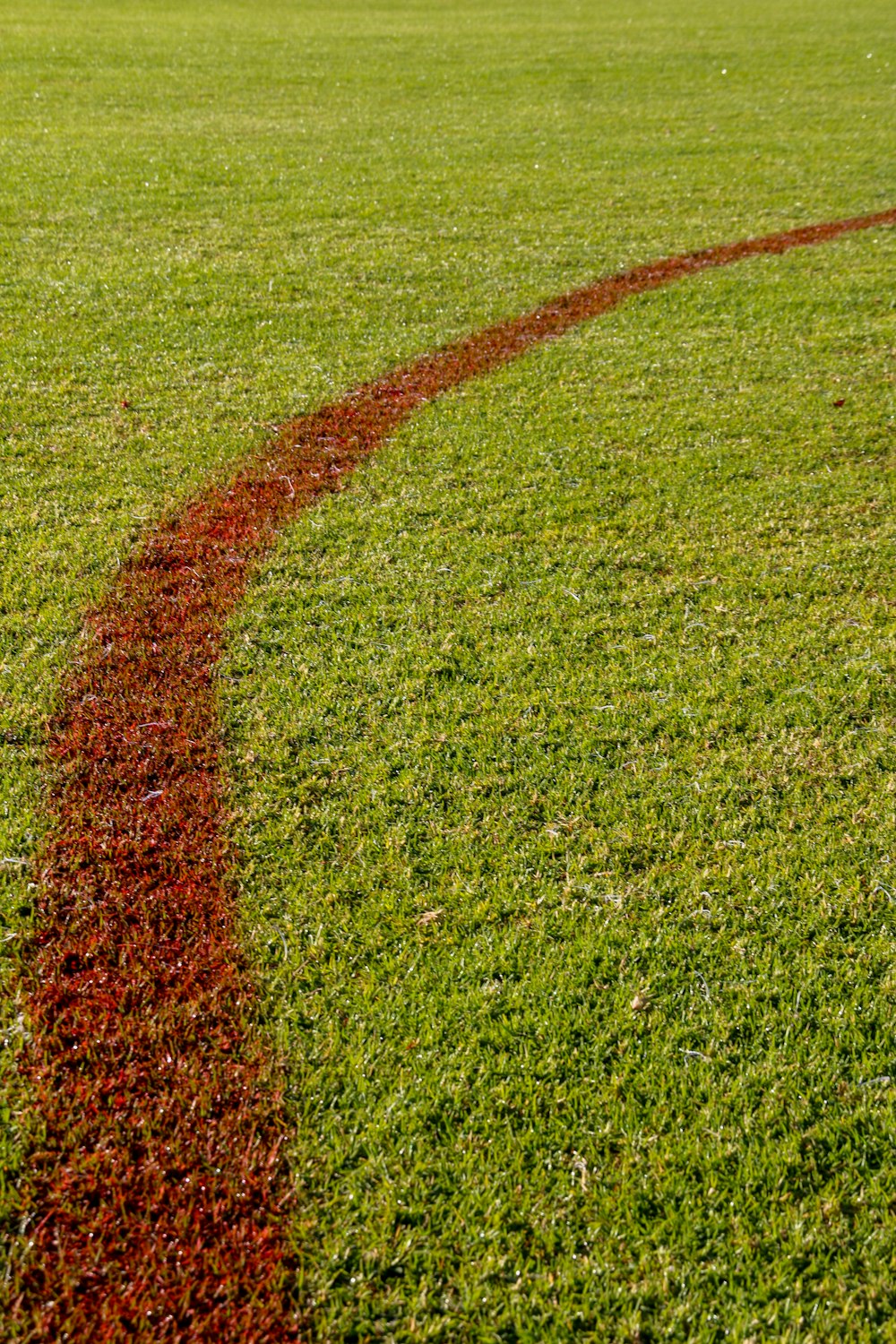 a red line in the middle of a green field