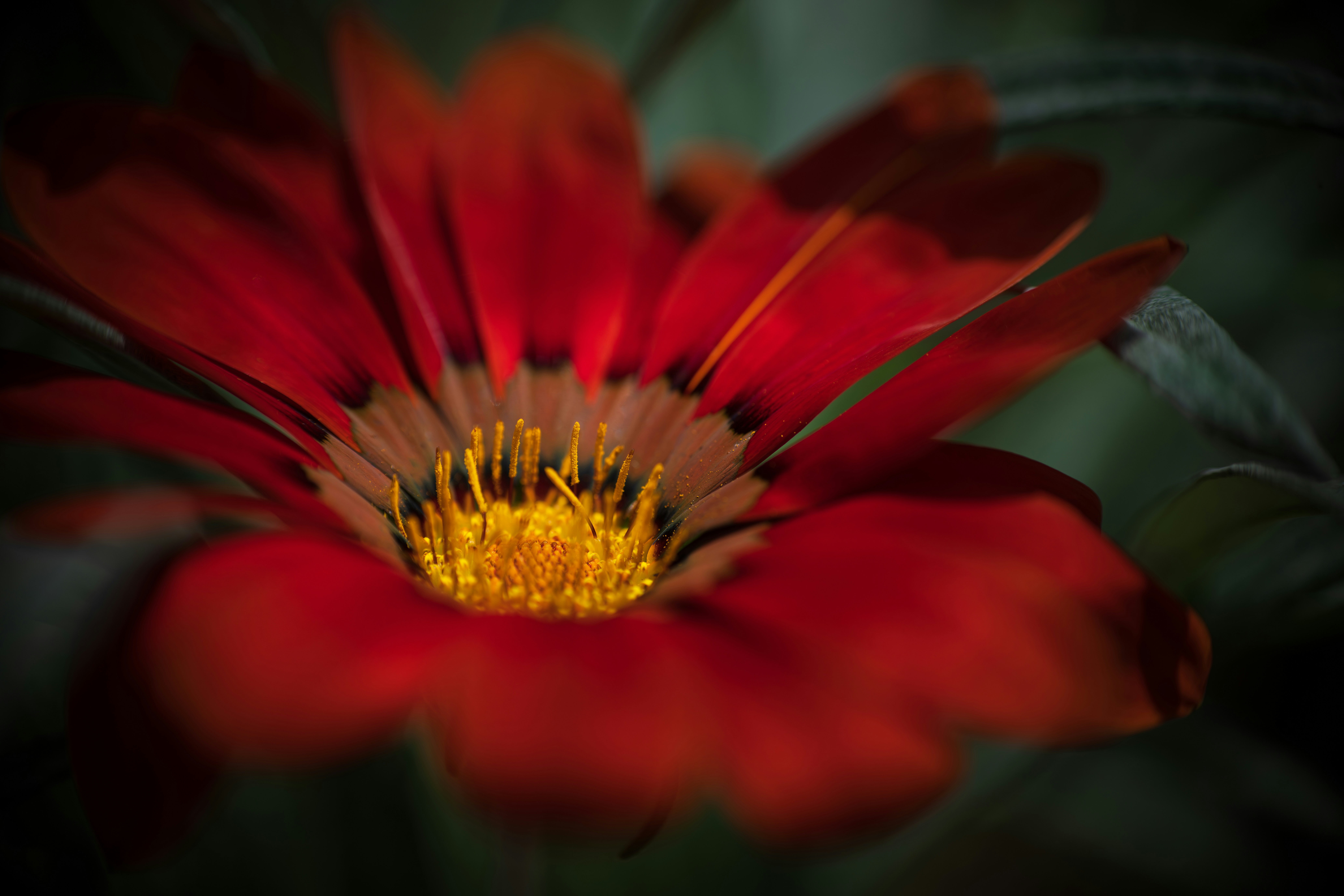 Photo by floratropicana