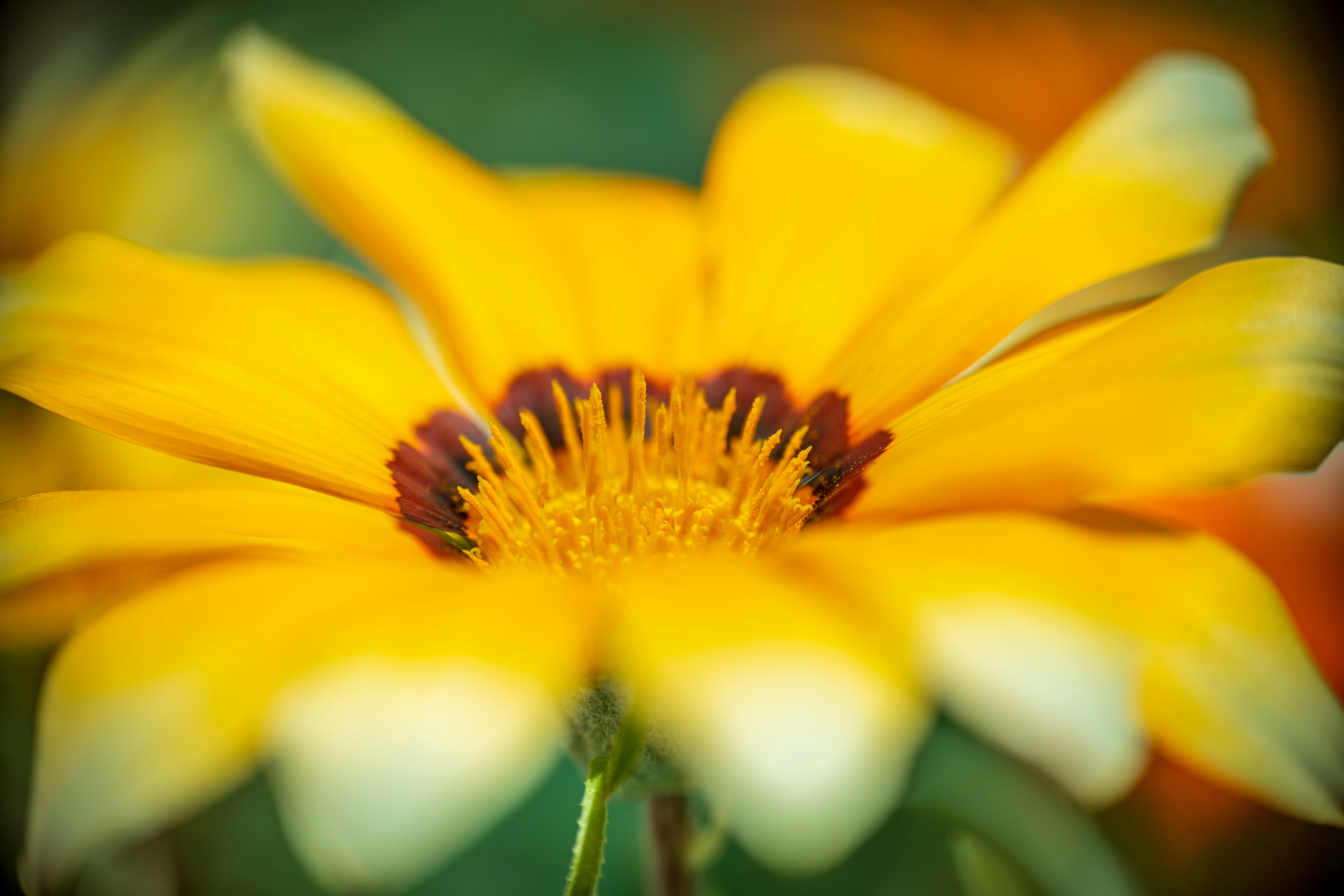 Photo by floratropicana