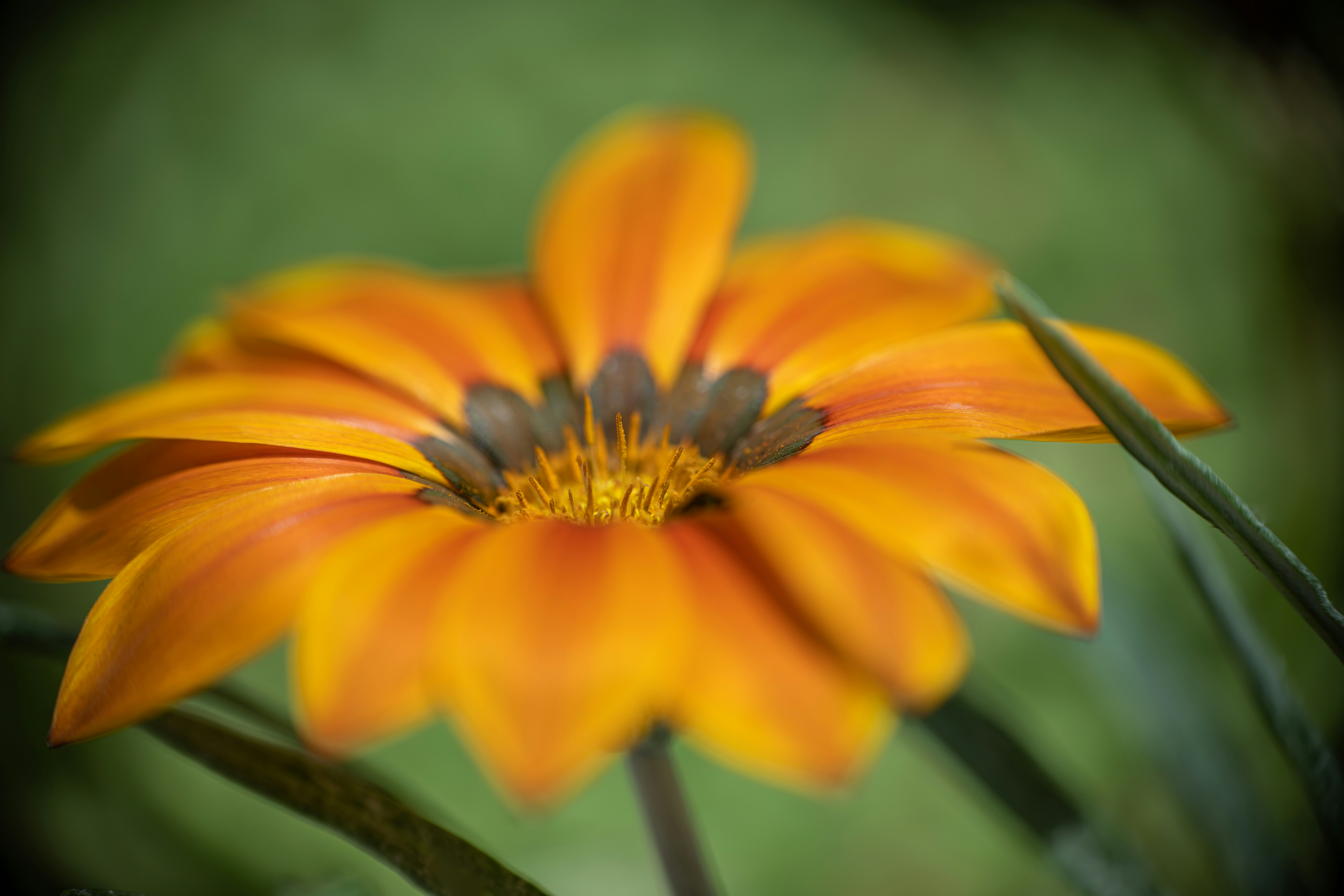 Photo by floratropicana