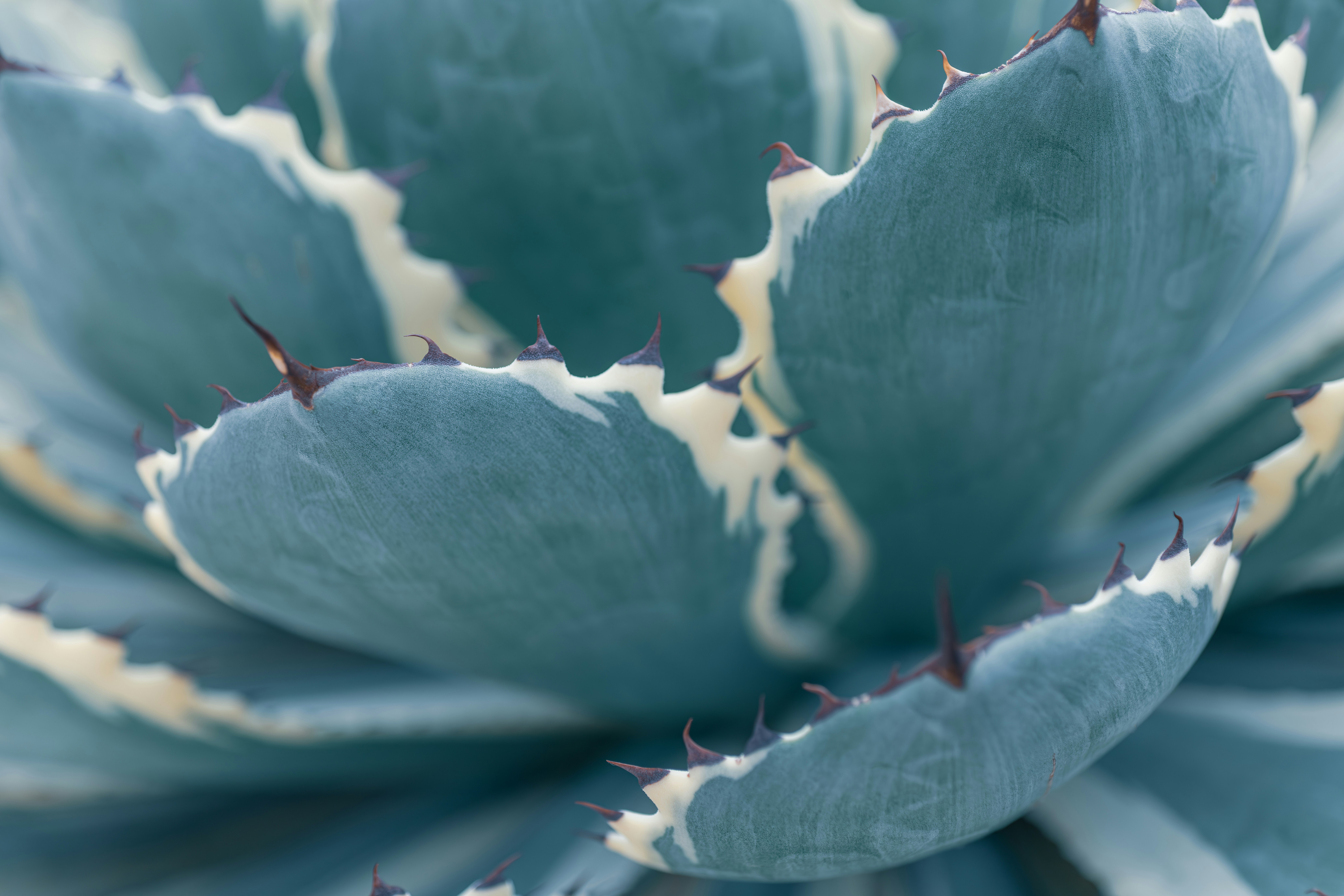 Photo by floratropicana