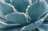 A close-up shot of an agave plant, showcasing its thick, fleshy leaves with a bluish-green hue and spiky edges. The leaves have a waxy texture, and sharp thorns are visible along the perimeter, adding a rugged aspect to the plant's appearance.