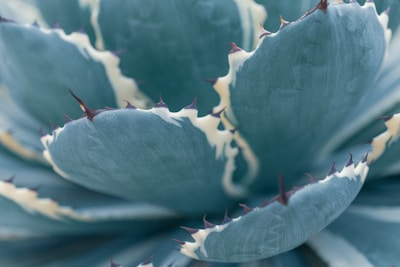 A close-up shot of an agave plant, showcasing its thick, fleshy leaves with a bluish-green hue and spiky edges. The leaves have a waxy texture, and sharp thorns are visible along the perimeter, adding a rugged aspect to the plant's appearance.