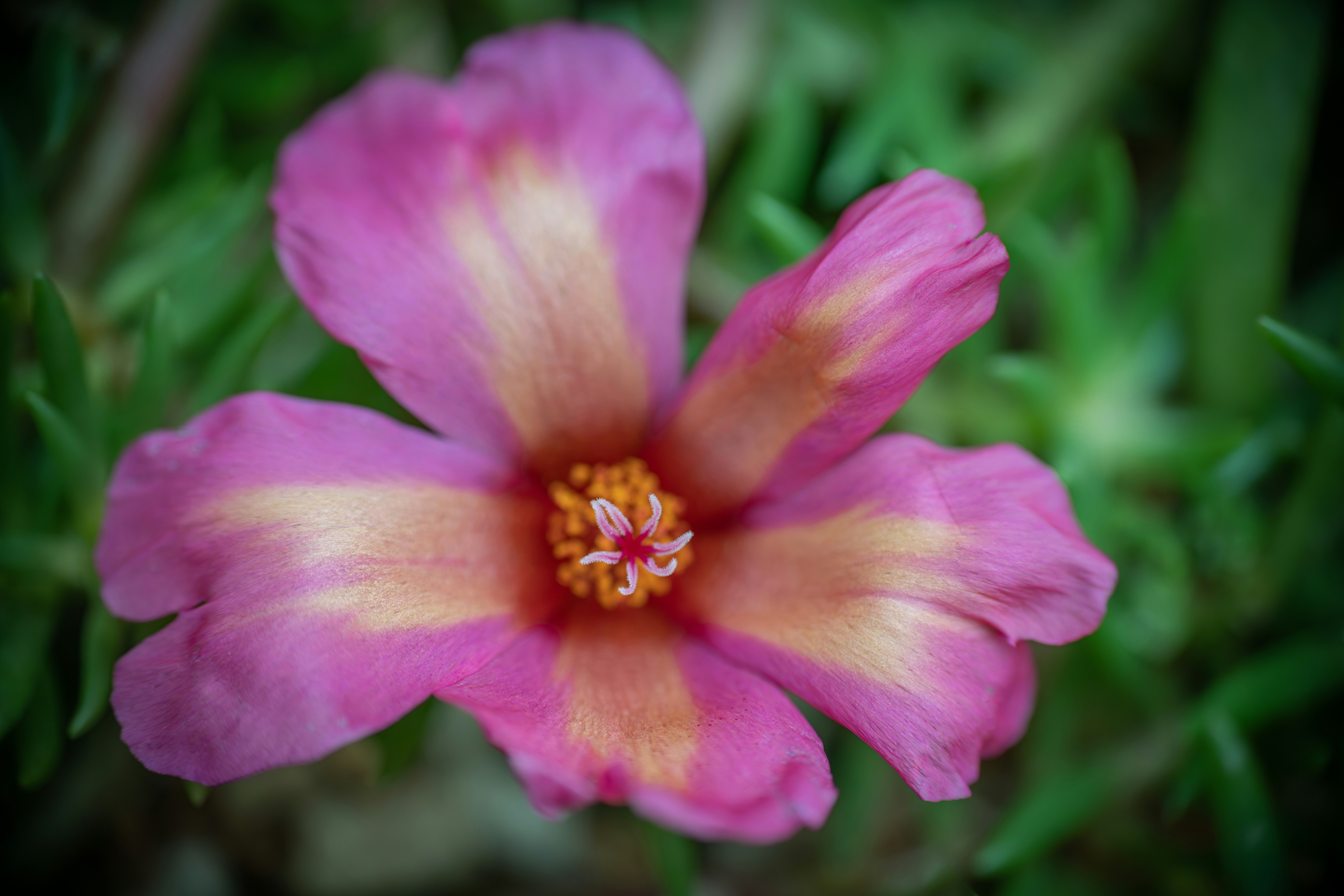 Photo by floratropicana