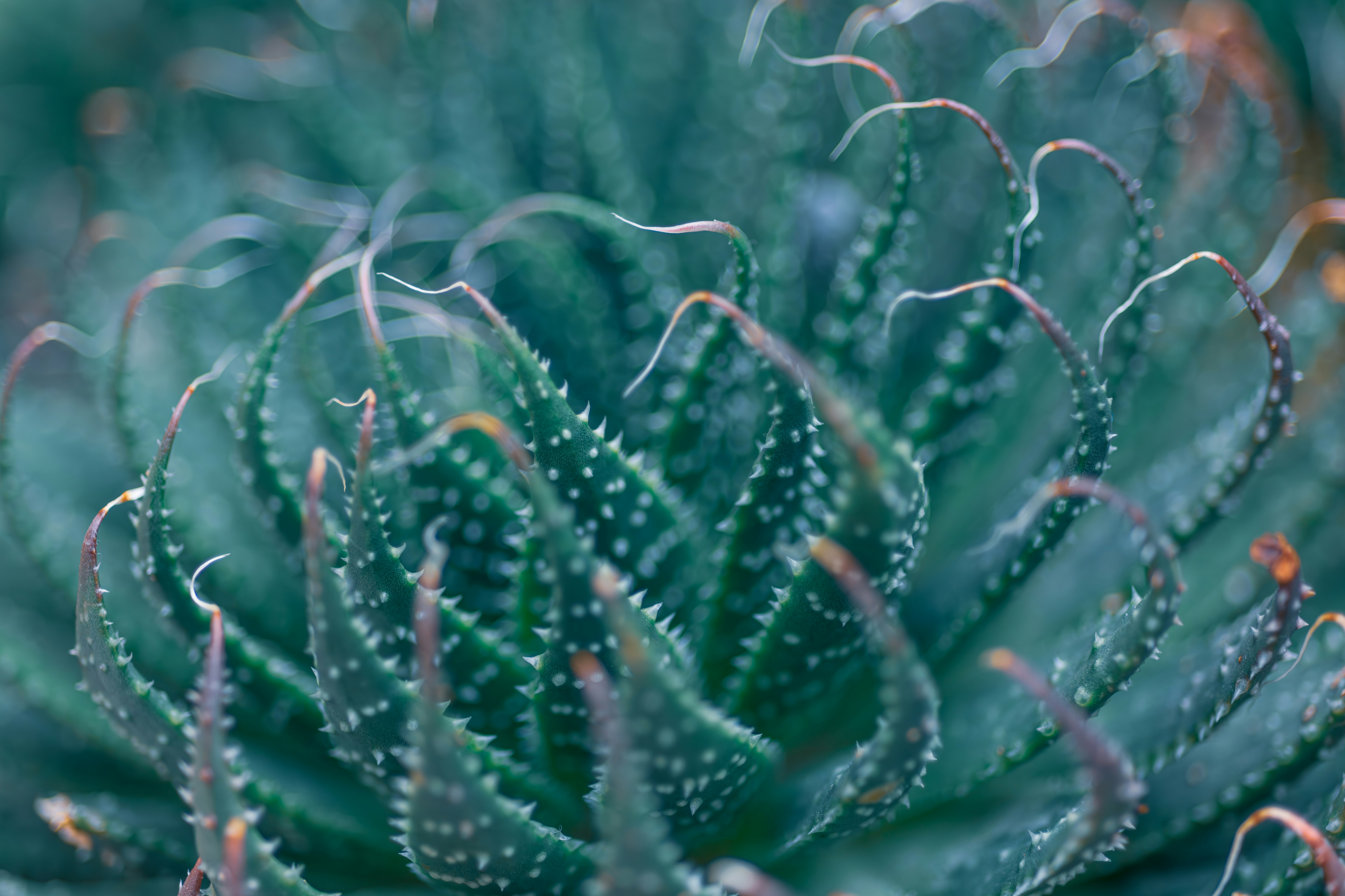 Photo by floratropicana