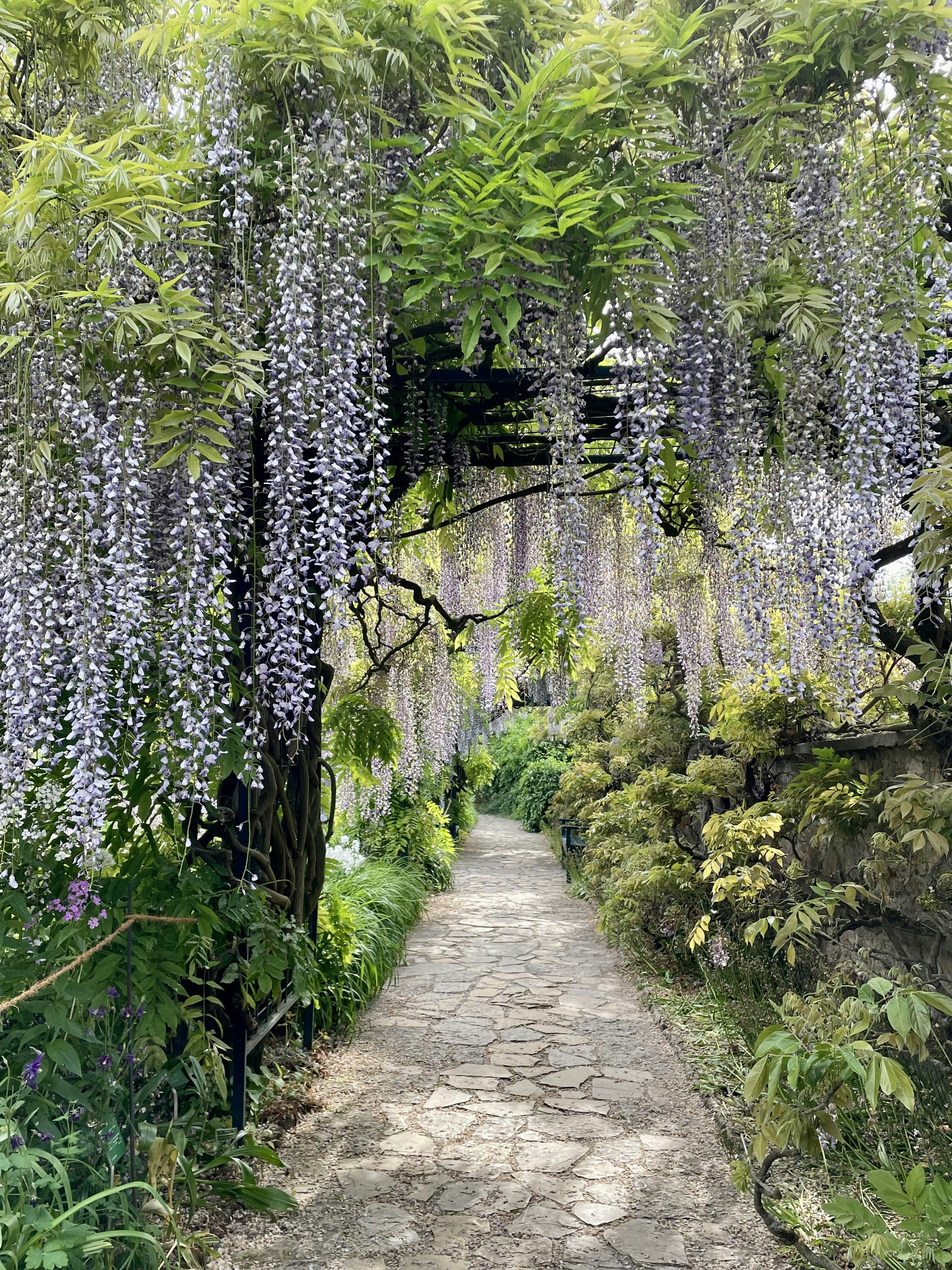 a pathway in the middle of a lush green forest