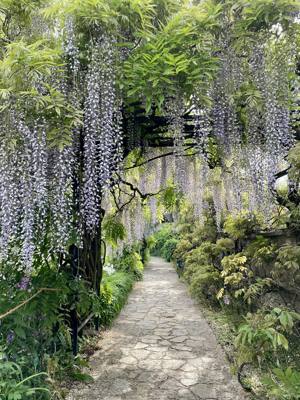 Un camino en medio de un frondoso bosque verde