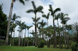 A vibrant grove of tall palm trees stands against a partly cloudy sky, surrounded by lush greenery and a grassy landscape.
