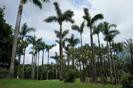 A vibrant grove of tall palm trees stands against a partly cloudy sky, surrounded by lush greenery and a grassy landscape.