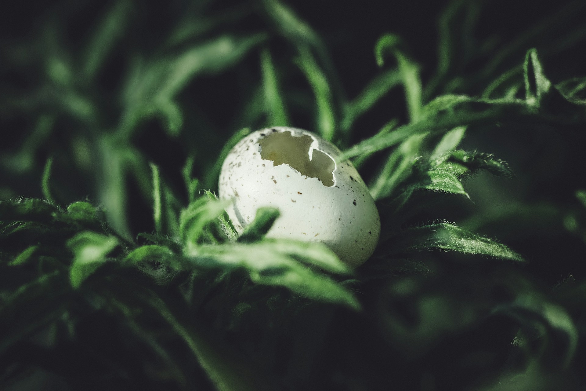 a broken egg sitting on top of a lush green field