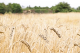 Golden wheat fields stretch across the image under a bright sky. Tall stalks of wheat sway gently in the breeze, with some grains forming visible heads at the top. In the distance, a line of green trees marks the horizon.