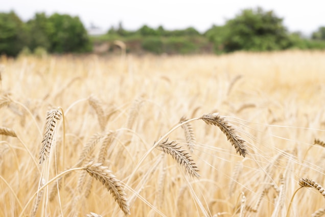 Golden wheat fields stretch across the image under a bright sky. Tall stalks of wheat sway gently in the breeze, with some grains forming visible heads at the top. In the distance, a line of green trees marks the horizon.
