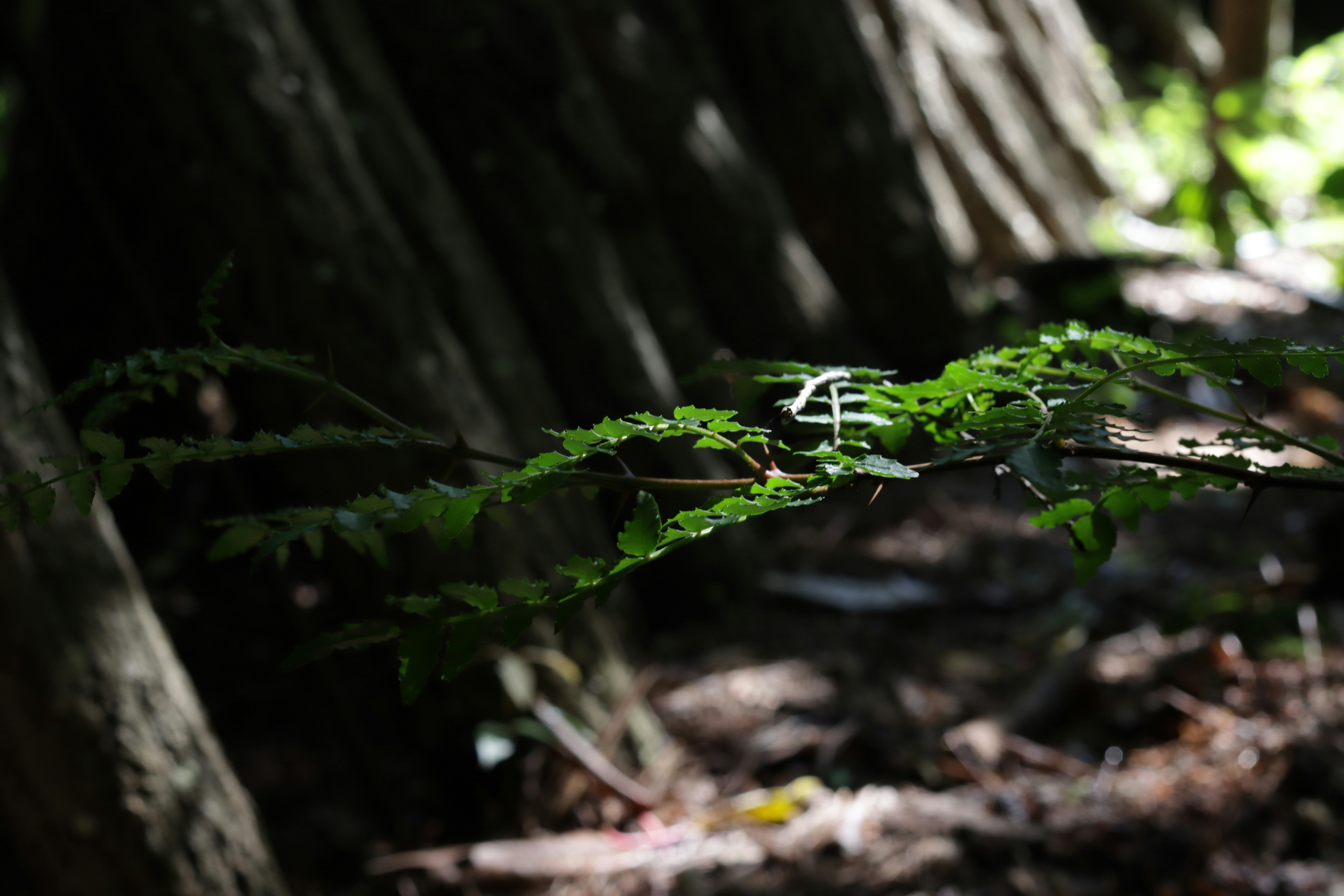 鹿島 アントラーズ 黒 ユニフォーム