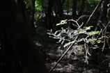 Sunlight filtering through dense forest canopy where medicinal plants grow.