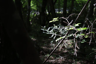 Sunlight filtering through a quiet forest canopy, illuminating delicate leaves and moss-covered stones.