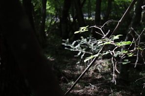 Sunlight filtering through a dense forest canopy highlighting vibrant foliage