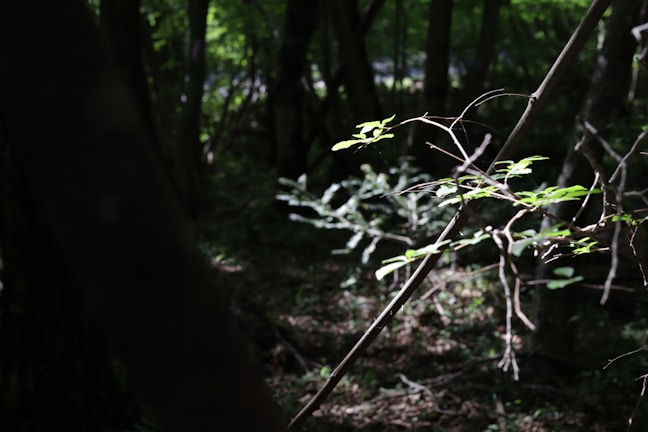 Sunlight filtering through dense jungle leaves over a ceremonial altar.