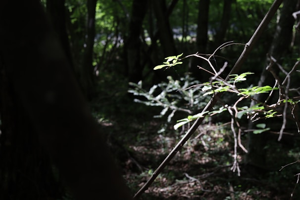 Emerging sunlight filtering through the forest canopy.