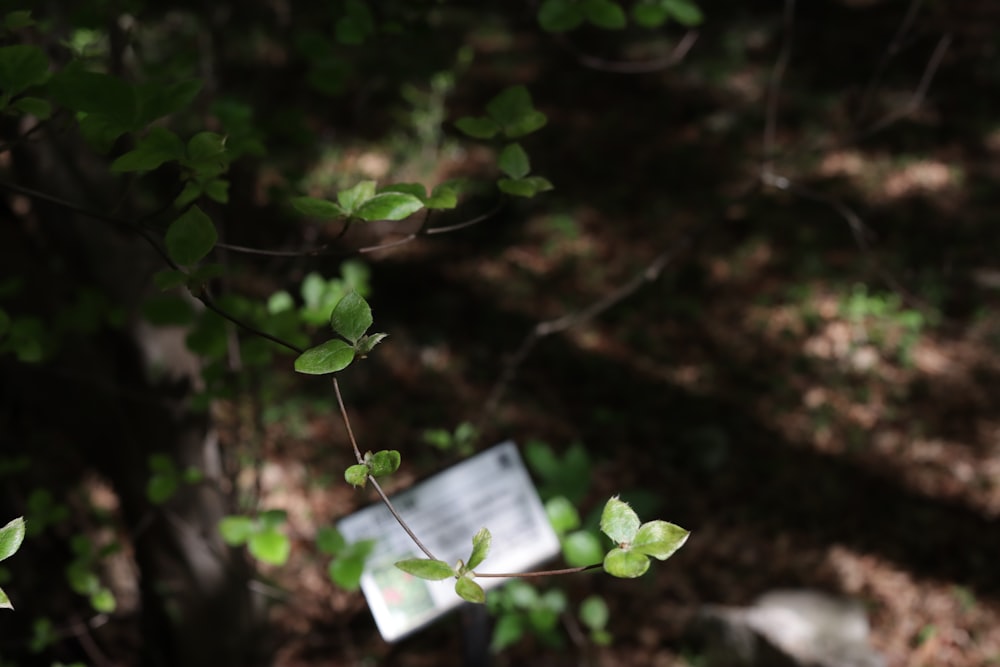 a leafy tree with a sign in the background