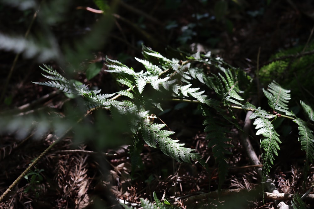 a close up of a leafy plant on the ground