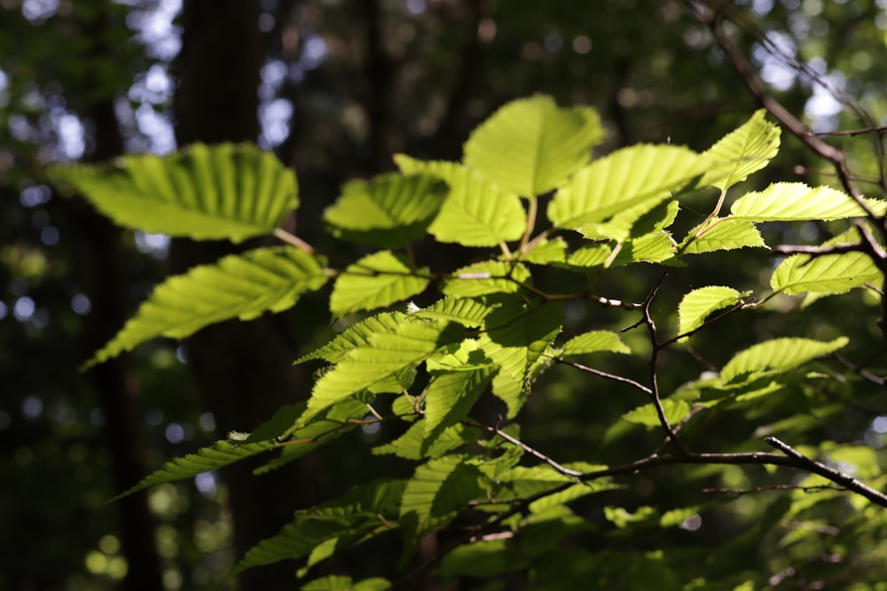 the leaves of a tree in the sunlight