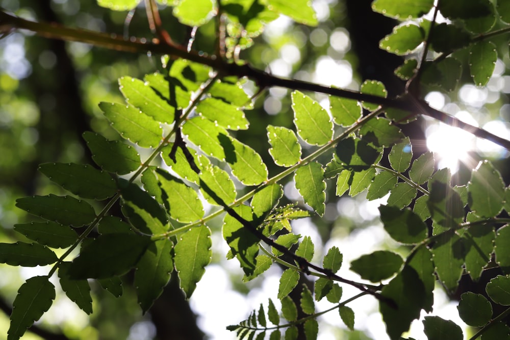 the sun shines through the leaves of a tree