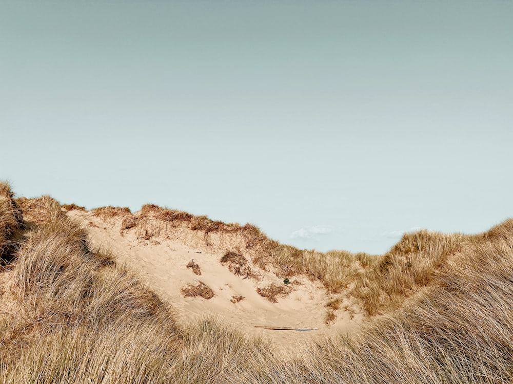 a grassy area with a sand dune in the background