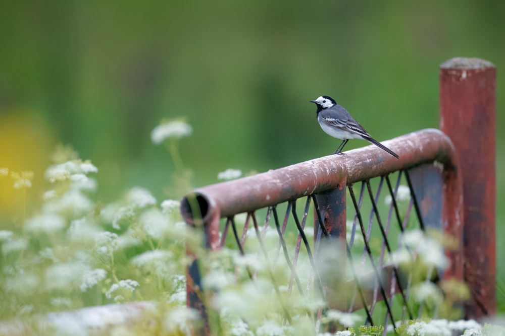 a small bird sitting on top of a metal fence