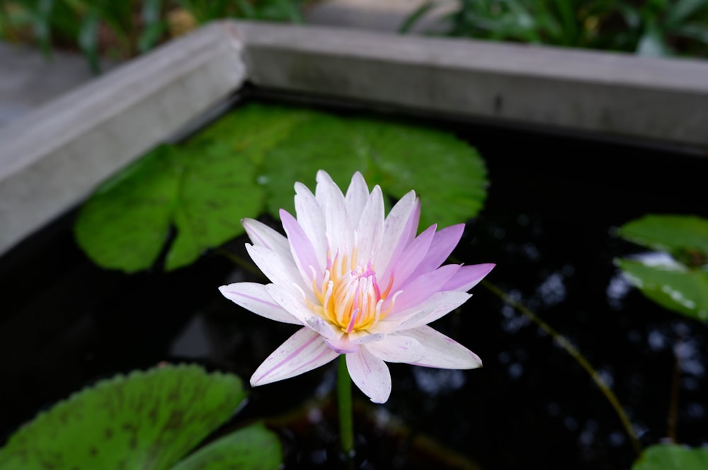 a pink and white water lily in a pond