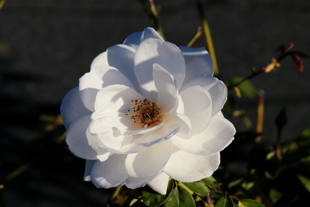 a white rose with green leaves in the sunlight