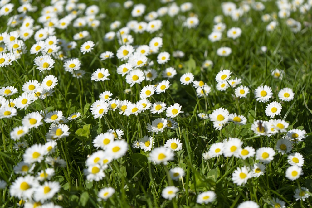 a field full of white and yellow daisies