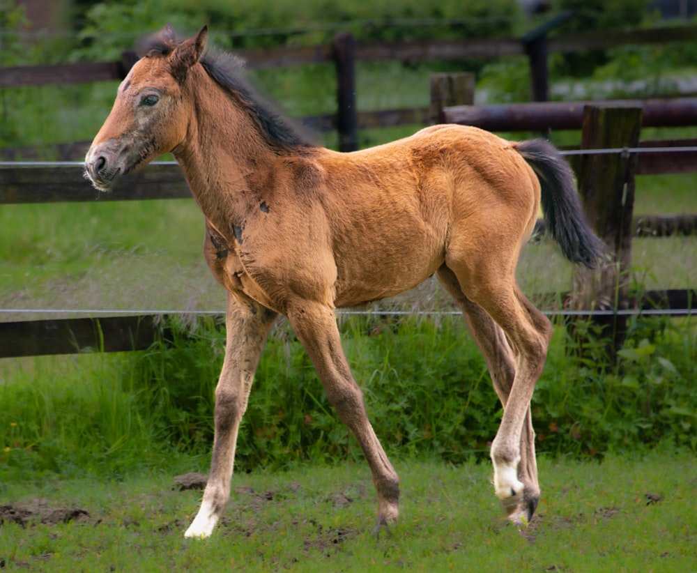 a brown horse standing on top of a lush green field