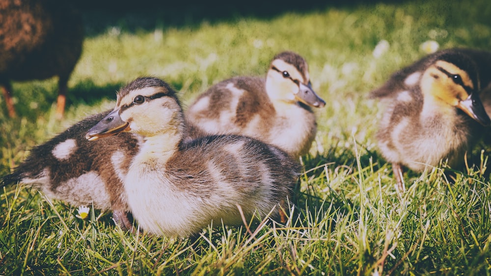 a group of ducks sitting on top of a lush green field