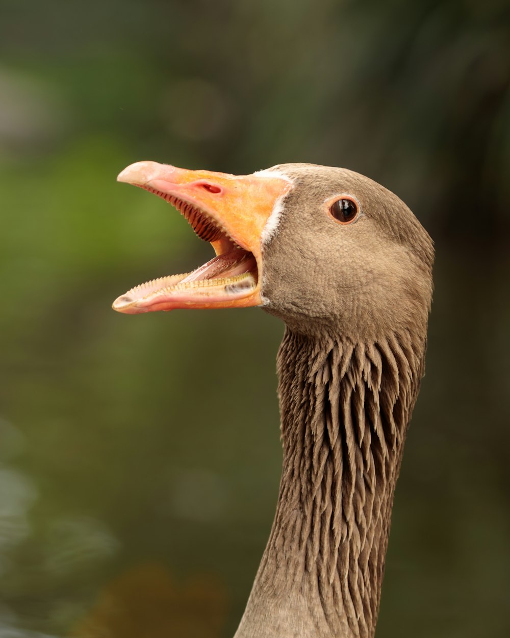 a close up of a duck with its mouth open