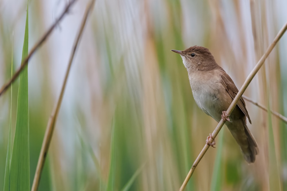 a small bird perched on a thin branch